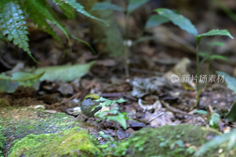 莺鸟：成年灰腹莺 (Tesia cyaniventer)。